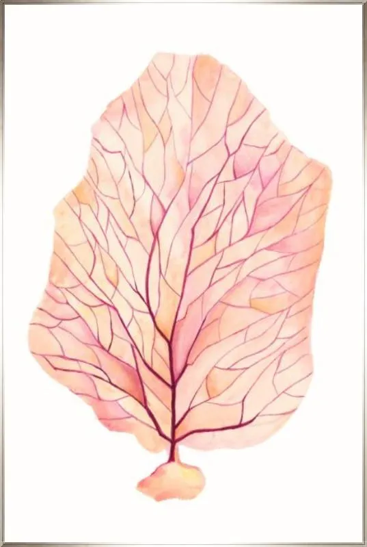 Brilliant Coral I