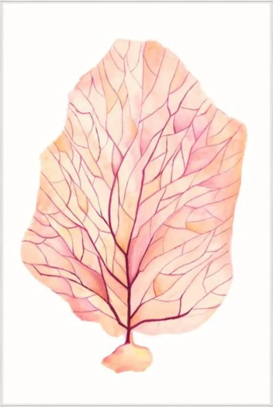 Brilliant Coral I