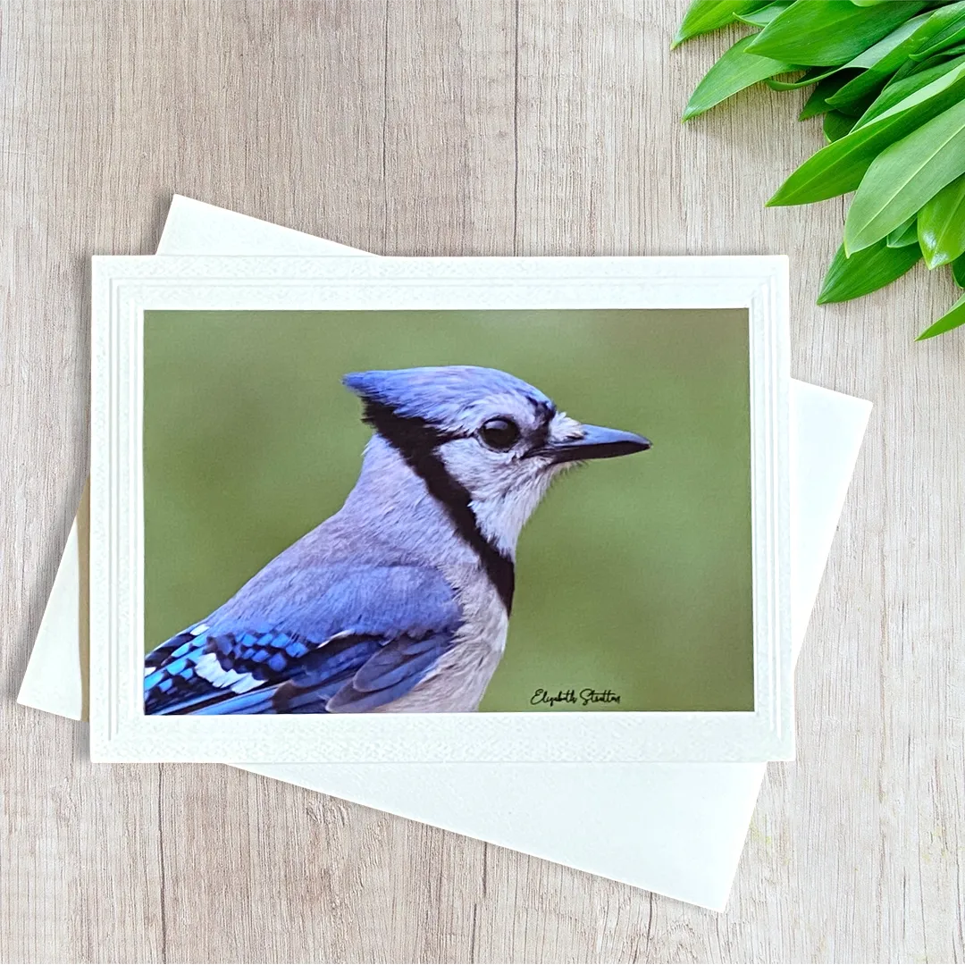 Photo Card, Blank inside, Striking Blue Jay Profile